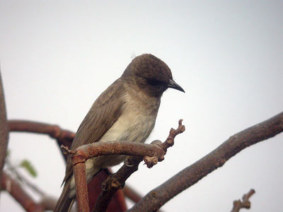 Bulbul des jardins Pycnonotus barbatus cliquer pour agrandir l'image