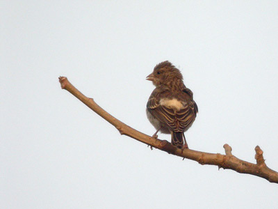 Serin à croupion blac Serinus leucopygius cliquer pour agrandir l'image