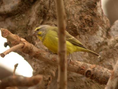 Serin du Mozambique Serinus mozambicus (cliquer pour agrandir l'image)