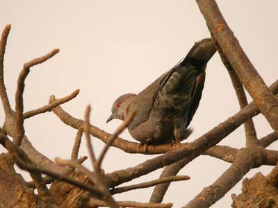 Tourterelle pleureuse Streptopelia decipiens (cliquer pour agrandir l'image)