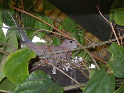 Tourterelle maillée Streptopelia senegalensis (cliquer pour agrandir l'image)