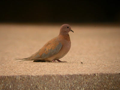 Tourterelle maillée Streptopelia senegalensis (cliquer pour agrandir l'image)