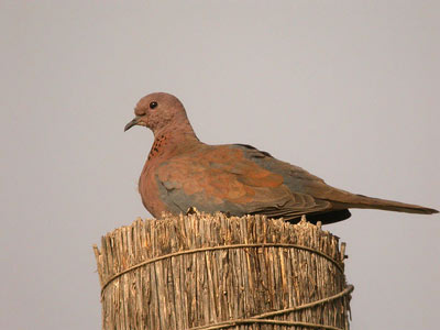 Tourterelle maillée Streptopelia senegalensis cliquer pour agrandir l'image