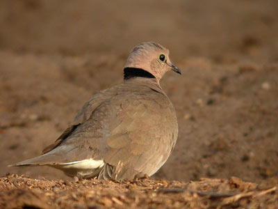 Tourterelle vineuse Streptopelia vinacea cliquer pour agrandir l'image