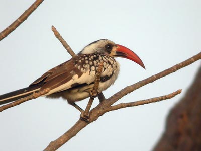 Calao à bec rouge Tockus (erythrorhynchus) kempi cliquer pour agrandir l'image