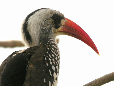 Calao à bec rouge Tockus (erythrorhynchus) kempi cliquer pour agrandir l'image