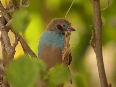 Cordonbleu à joues rouges Uraeginthus bengalus cliquer pour agrandir l'image