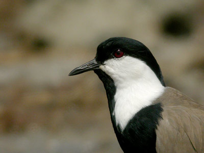 Vanneau éperonné Vanellus spinosus cliquer pour agrandir l'image