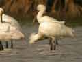 Spatule blanche Platalea leucorodia