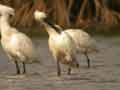 Spatule blanche Platalea leucorodia