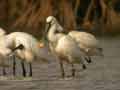 Spatule blanche Platalea leucorodia