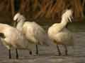 Spatule blanche Platalea leucorodia