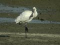 Spatule blanche Platalea leucorodia