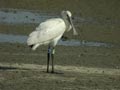 Spatule blanche Platalea leucorodia