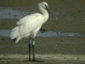 Spatule blanche Platalea leucorodia