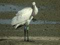 Spatule blanche Platalea leucorodia