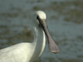 Spatule blanche Platalea leucorodia