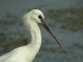 Spatule blanche Platalea leucorodia