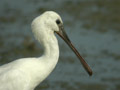 Spatule blanche Platalea leucorodia