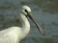 Spatule blanche Platalea leucorodia