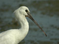 Spatule blanche Platalea leucorodia