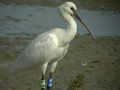 Spatule blanche Platalea leucorodia