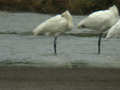 Spatule blanche Platalea leucorodia