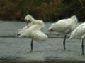 Spatule blanche Platalea leucorodia