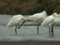 Spatule blanche Platalea leucorodia