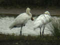 Spatule blanche Platalea leucorodia