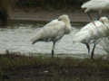 Spatule blanche Platalea leucorodia