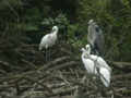 Spatule blanche Platalea leucorodia