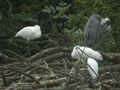 Spatule blanche Platalea leucorodia