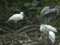 Spatule blanche Platalea leucorodia