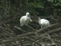 Spatule blanche Platalea leucorodia