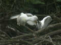 Spatule blanche Platalea leucorodia