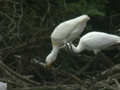 Spatule blanche Platalea leucorodia