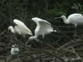 Spatule blanche Platalea leucorodia