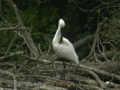 Spatule blanche Platalea leucorodia