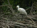 Spatule blanche Platalea leucorodia