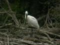 Spatule blanche Platalea leucorodia