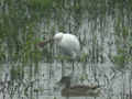 Spatule blanche Platalea leucorodia