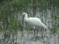 Spatule blanche Platalea leucorodia