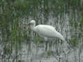 Spatule blanche Platalea leucorodia