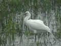 Spatule blanche Platalea leucorodia