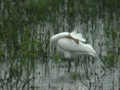 Spatule blanche Platalea leucorodia