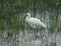 Spatule blanche Platalea leucorodia