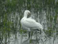 Spatule blanche Platalea leucorodia