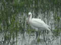 Spatule blanche Platalea leucorodia