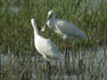 Spatule blanche Platalea leucorodia